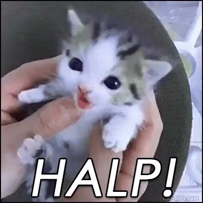 halp gif